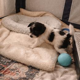 Papillon Puppies from Wendy’s Wings