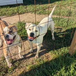 American Bulldog puppies from Slayton's American Bulldogs