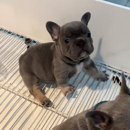 Brownie - Blue male French Bulldog puppy in Bolingbrook, Illinois from Flores Frenchies