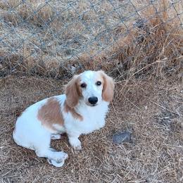 Bruno - Dachshund