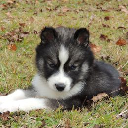 Pomsky and Siberian Husky Puppies from Beastly Beauties Huskies & Pomskies