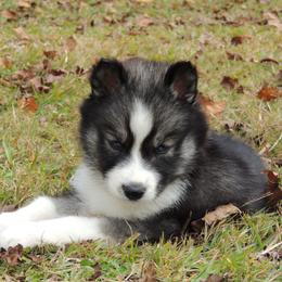 Pomsky and Siberian Husky Puppies from Beastly Beauties Huskies & Pomskies