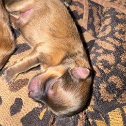 Tango - Cream sable male Pomeranian puppy in North Port, Florida from POMRITA POM’S