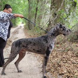 Rocco - Great Dane