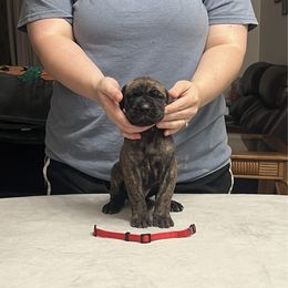 Red Boy - Brindle male Great Dane puppy in Thomaston, Georgia from Strebor Great Danes