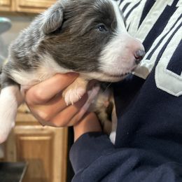 Cheez It - Blue male Border Collie puppy in Franklin, Maine from Broad Meadow Borders