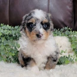 Evergreen - Blue merle Aussiedoodle puppy in Missouri from B&M Cottonwood Canines