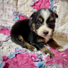 Tri female 2 - Black tri female Miniature Australian Shepherd puppy in Lemon Cove, California from Magic Ranch Mini Aussies