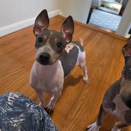 Brie - Black tan and white female American Hairless Terrier puppy in Fort Wayne, Indiana from Mapleleaf AHT