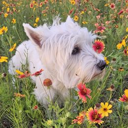 Iris - West Highland White Terrier
