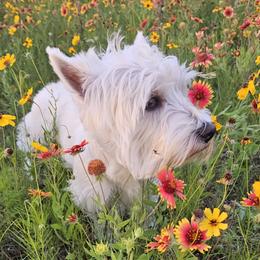 Iris - West Highland White Terrier