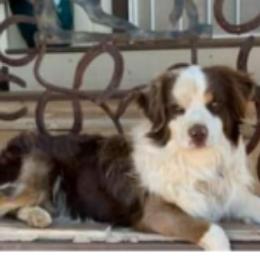 Cardigan Welsh Corgis, Miniature Australian Shepherds, and Pembroke Welsh Corgis from Rancho Sandoval Corgis and Mini Aussies