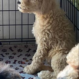 Goldendoodle and Poodle Puppies from Cristin's Poodles