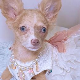 Chihuahua Puppies from Petite Pups LLC