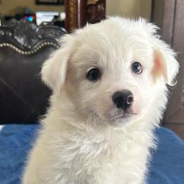 Basil - White male American Eskimo Dog puppy in Hesperia, California from Bella's American Eskimos