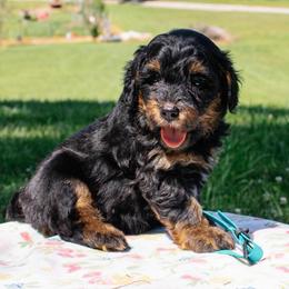 2 Black and Tan Boys - Black phantom male Aussiedoodle puppy in Burkesville, Kentucky from Bline’s Awesome Aussies, Aussiedoodles & Doxies at the Bline Family Farm