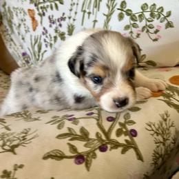Free Bird - Blue merle male Australian Shepherd puppy in Alamogordo, New Mexico from Two Nichols Aussies