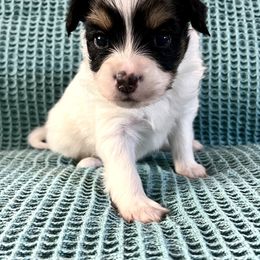 Girl 2 - White black and tan Papillon puppy in Las Vegas, Nevada from Limited Run Papillons