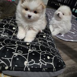 Honey - Cream parti female Pomeranian puppy in Decatur, Alabama from Ruby's Pomeranians