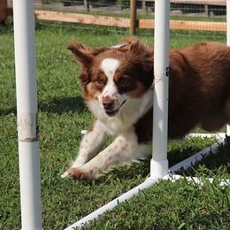 Border Collies, Miniature Australian Shepherds, and Toy Australian Shepherds from Windy Ridge Farms