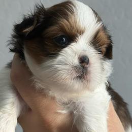 Blossom - Tricolor female Shih Tzu puppy in Gilbert, Arizona from 🌗 New Moon Shih Tzu 🌗