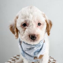 Hoodie - Parti male Goldendoodle puppy in Jamestown, Kentucky from Milk & Honey Doodles