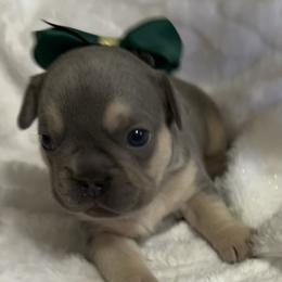 Parker - Blue male French Bulldog puppy in Peru, Indiana from Angie's Little Bostons And Frenchies