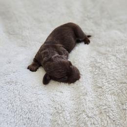 Lily - Chocolate female Dachshund puppy in Anaconda, Montana from Montana Country Dachshunds