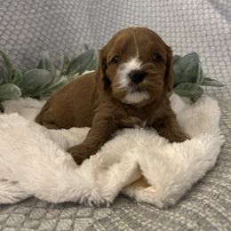 Cavapoo Puppies from Poppy Garden Doodles