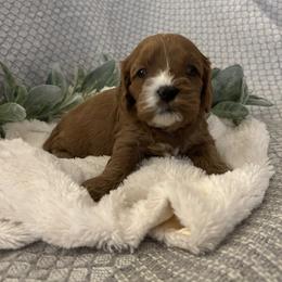 Cavapoo Puppies from Poppy Garden Doodles