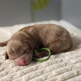 Green - Apricot male Australian Labradoodle puppy in Citrus Heights, California from Elite Blend Labradoodles