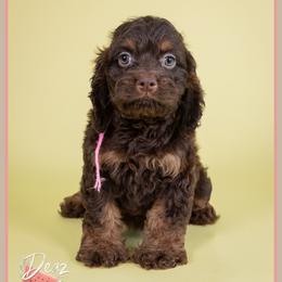Fairy - Brown and tan female Cockapoo puppy in Connersville, Indiana from Deaz Doodle Ranch