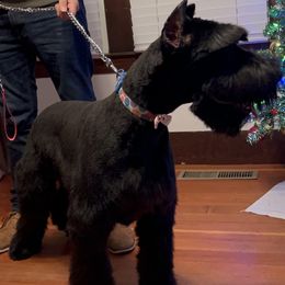 Giant Schnauzer and Scottish Terrier Puppies from CVS Giant Schnauzers