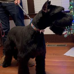 Giant Schnauzer and Scottish Terrier Puppies from CVS Giant Schnauzers