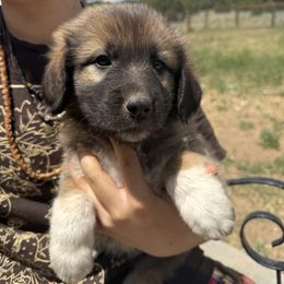 Uriah- black - Tan male Colorado Mountain Dog puppy in Cotopaxi, Colorado from Once Upon A Moose (OUM)