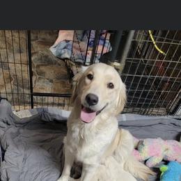 Golden Retriever Puppies from DeClercks Goldens