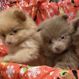 Pomeranian Puppies from Chinita's Pom Poms