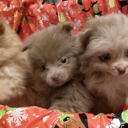 Pomeranian Puppies from Chinita's Pom Poms