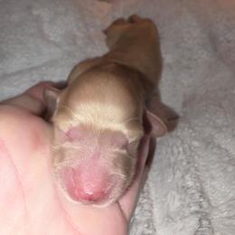 Cream boy - Cream male Dachshund puppy in West Plains, Missouri from Spring Creek Dachshunds