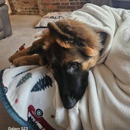 German Shepherd Puppies from Ewig Krieger Kennels