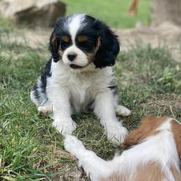 Cavalier King Charles Spaniel Puppies from Snowtrain Cavaliers