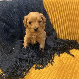 Grey Male - Red male Maltipoo puppy in Ludlow, Missouri from Countryside Doodles and Mohr