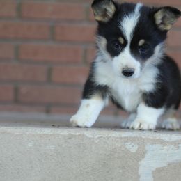 Girl 5 - American Corgi puppy in Utah from Hallows Corgis