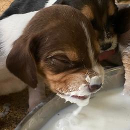 Beagle, Jack Russell Terrier, and Russell Terrier Puppies from Mountain Top