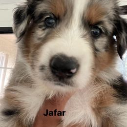 Aussiedoodle and Australian Shepherd Puppies from Loving Puppy Paws Kennel