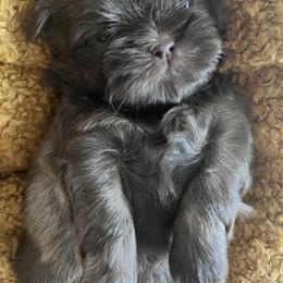 Shih Tzu Puppies from Jodi’s Shihtzus