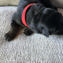 Cranberry - Black and tan female German Shepherd puppy in Blairsville, Georgia from Black Sheep German Shepherds