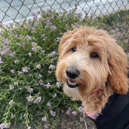 Goldendoodle All Grown Up from Golden Hearted Goldendoodles