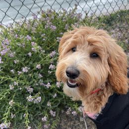 Goldendoodle All Grown Up from Golden Hearted Goldendoodles