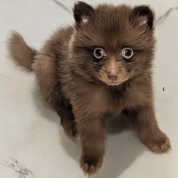 Chispa - Chocolate female Pomeranian puppy in Brooklyn, New York from Pomeranians